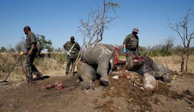 Click image to view story: South Africa rhino poaching dips from record high