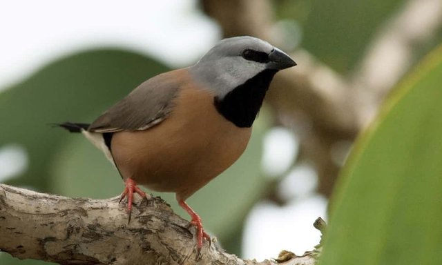 Click image to view story: Fresh legal challenge looms over Adani mine risk to endangered finch