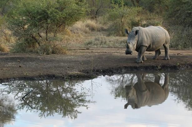 This African park has a high-tech plan to combat poachers