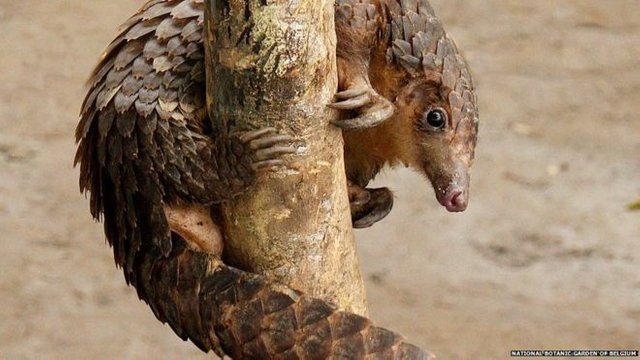 Poaching pushes pangolin closer to extinction