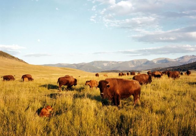 Click image to view story: Bison Returned From the Brink Just in Time for Climate Change