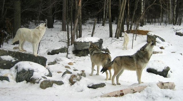 Click image to view story: Great Lakes Gray Wolves Spot Safe On Endangered Species List — For Now