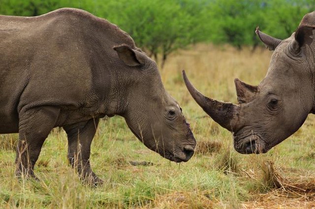 Click image to view story: Despite Ban, Rhino Horn Flooding Black Markets Across China