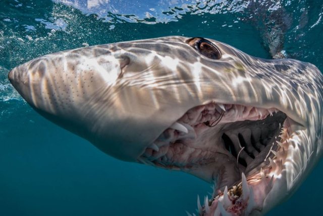 Click image to view story: Can the Ocean’s Fastest Shark Outswim Our Appetite for It?
