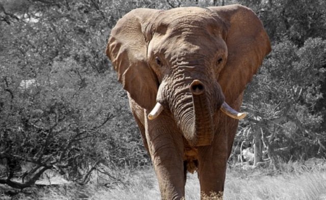 Click image to view story: Karma? Another Trophy Hunter Has Been Killed by an Elephant