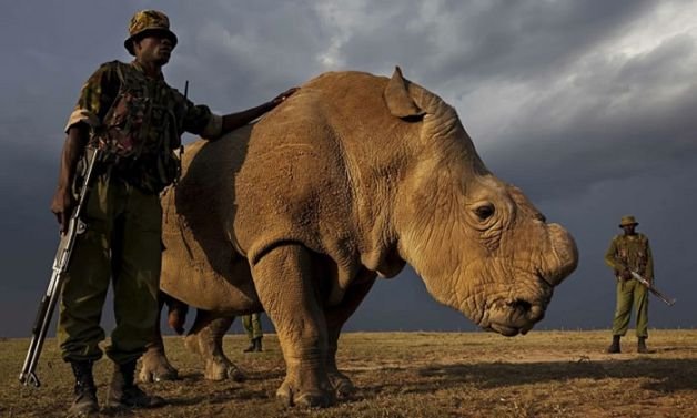 Click image to view story: The 10 most endangered animals in South Africa
