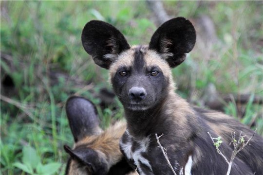 Click image to view story: Hot dogs: Is climate change impacting populations of African wild dogs?