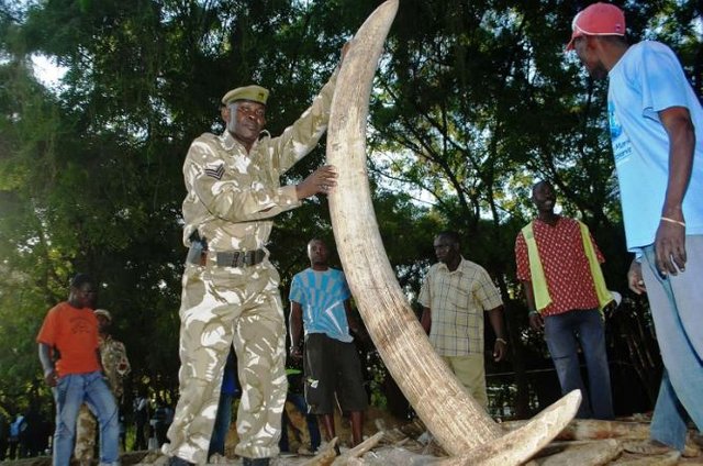 Click image to view story: Theyre like the mafia: the super gangs behind Africas poaching crisis