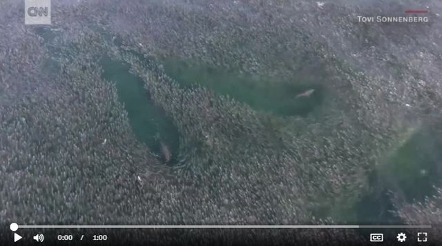 Click image to view story: Watch sharks chase massive schools of fish