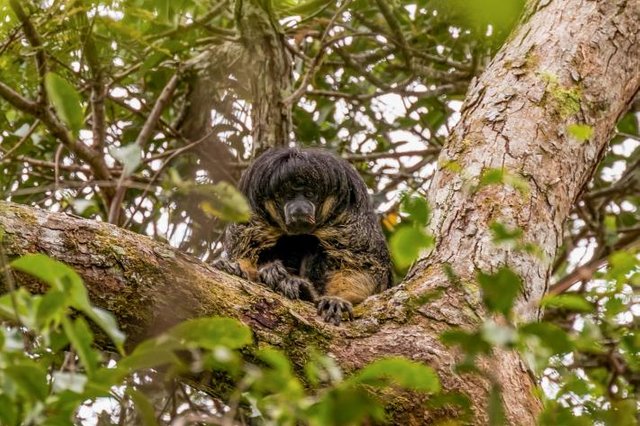 Click image to view story: Mysterious Amazon Animal Seen Alive for First Time in 80 Years