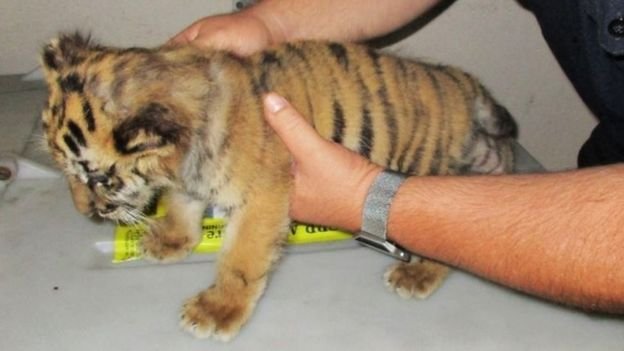 Click image to view story: Teenager caught smuggling tiger cub into US from Mexico