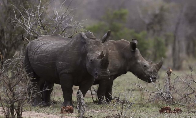 Click image to view story: Rhino horn sales: banking on extinction