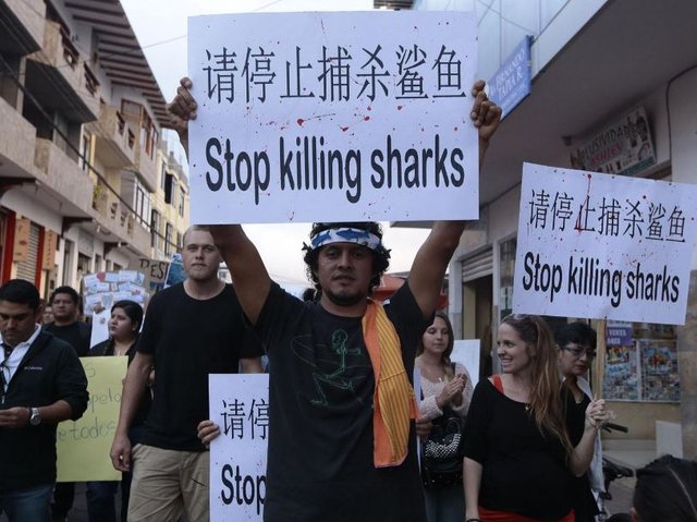 Click image to view story: Chinese poachers caught off Galapagos Islands with thousands of endangered sharks sentenced to prison