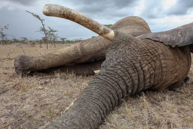 Click image to view story: Kenya to increase number of wildlife crime prosecutors to win the battle against poaching