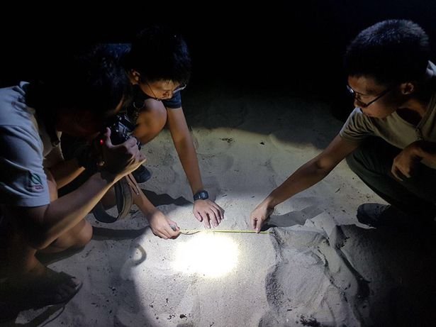 Click image to view story: Endangered species of turtle captured on camera laying eggs in a national park