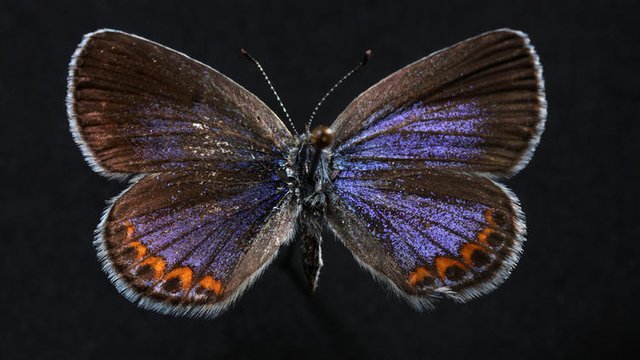 Click image to view story: Illinois vanishing bugs and why it matters to Earth