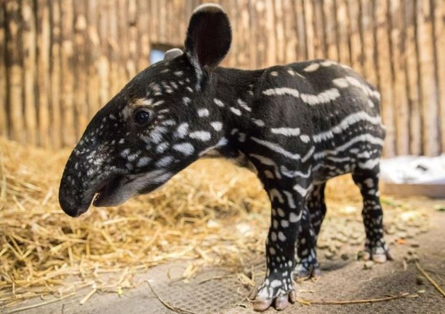 Click image to view story: Endangered Malay tapir born at Edinburgh Zoo