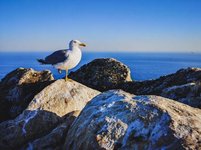 Seagull on the top of Penon de Ifach