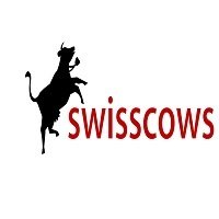 swisscows search engine