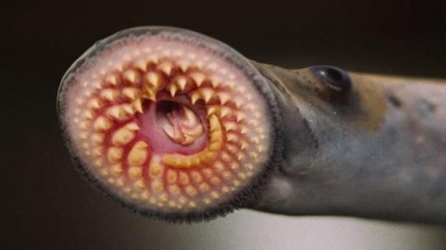 The Candiru The Amazonian Terror Fish That Swims Into Your Penish Steemit The Candiru The Amazonian Terror Fish That Swims Into Your Penish Steemit