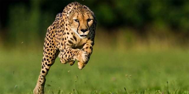 The fastest animals in the world — Steemit