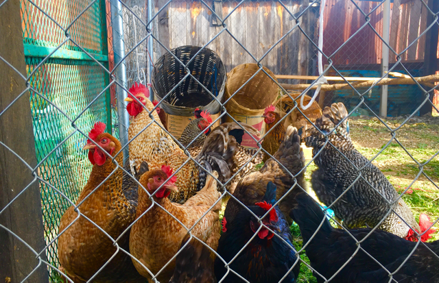 Hens-in-back-yard-edit