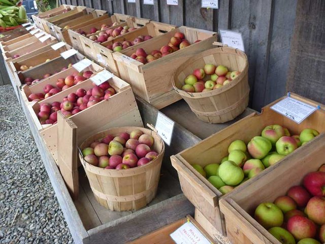 The best way to store apples