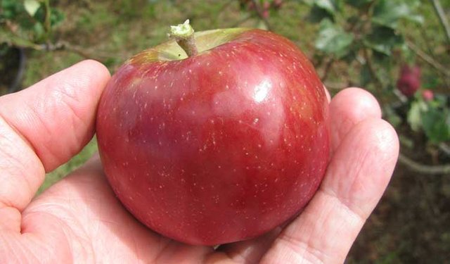 Apple ripeness