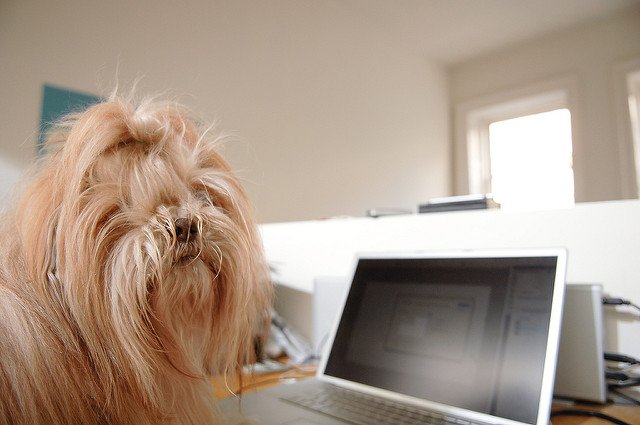 perro usando una computadora lhasa apso