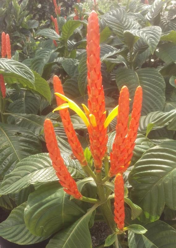 Aphelandra hartwegiana