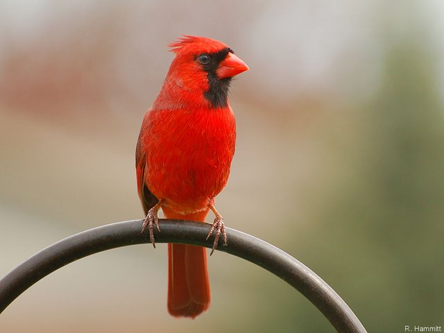 Male Cardinal