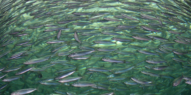 Shoal of fish