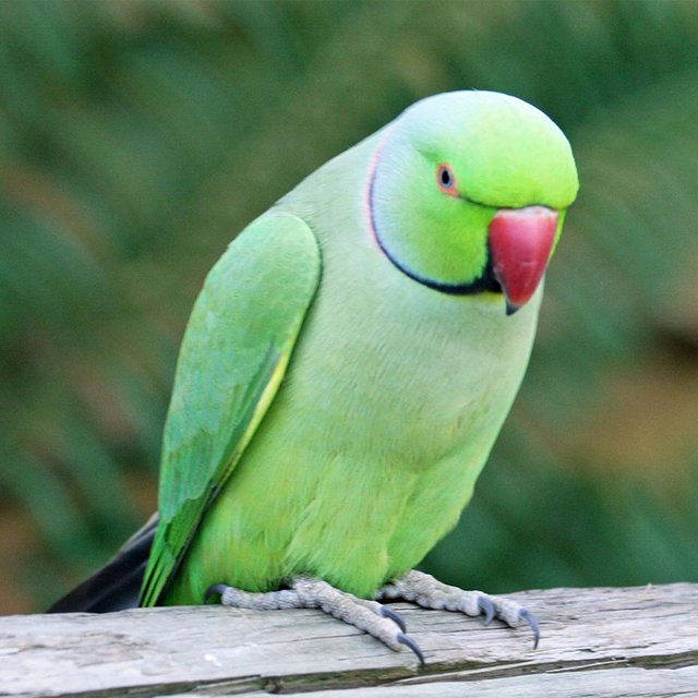 green pakistani parrot