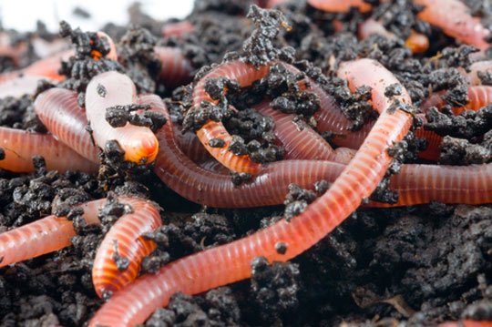 Worm Farming Beginners Guide to Starting a Worm Farm — Steemit