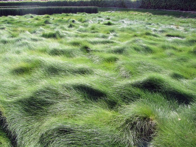 Mowing fescue grass new arrivals