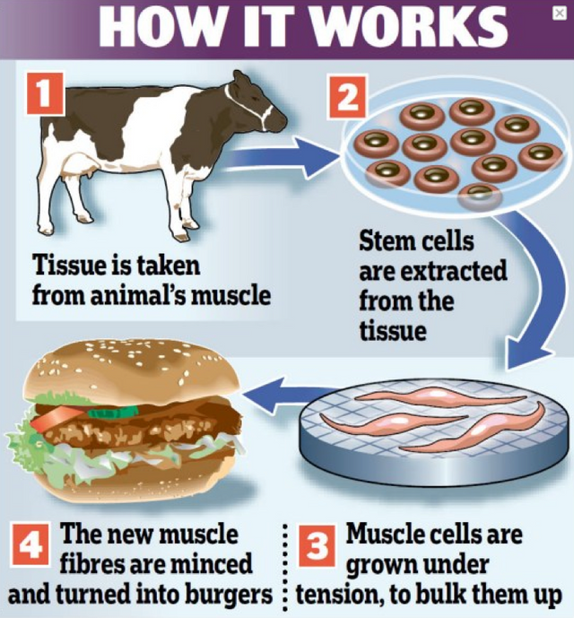 How Lab Grown Meat Works