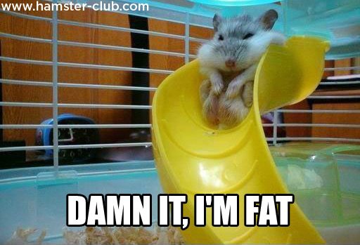 Funny Hamster Meme Steemit