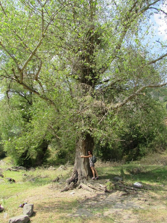 Tree hugger in Borjomi