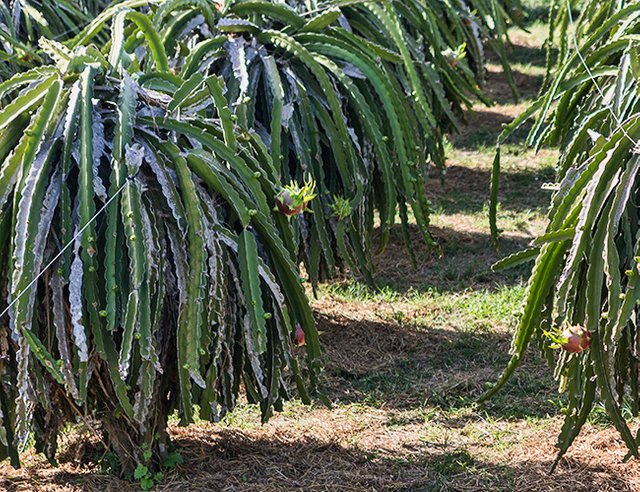 The home of the Dragon Fruit