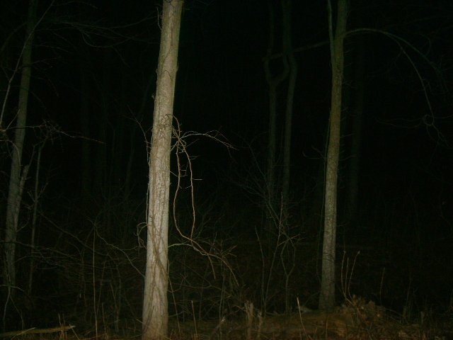 Woods off Holcomb Road