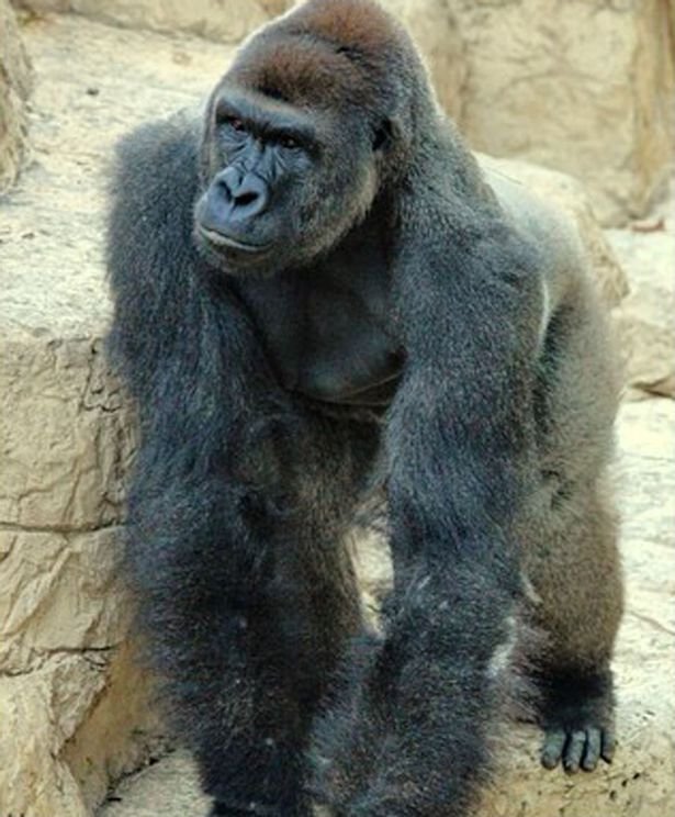 Harambe-at-Gladys-Porter-Zoo-before-being-relocated-to-Cincinnati-Zoo