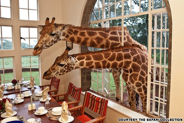 Breakfast with giraffes — Steemit