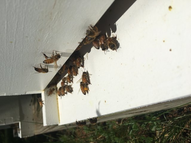 Bees with pollen 