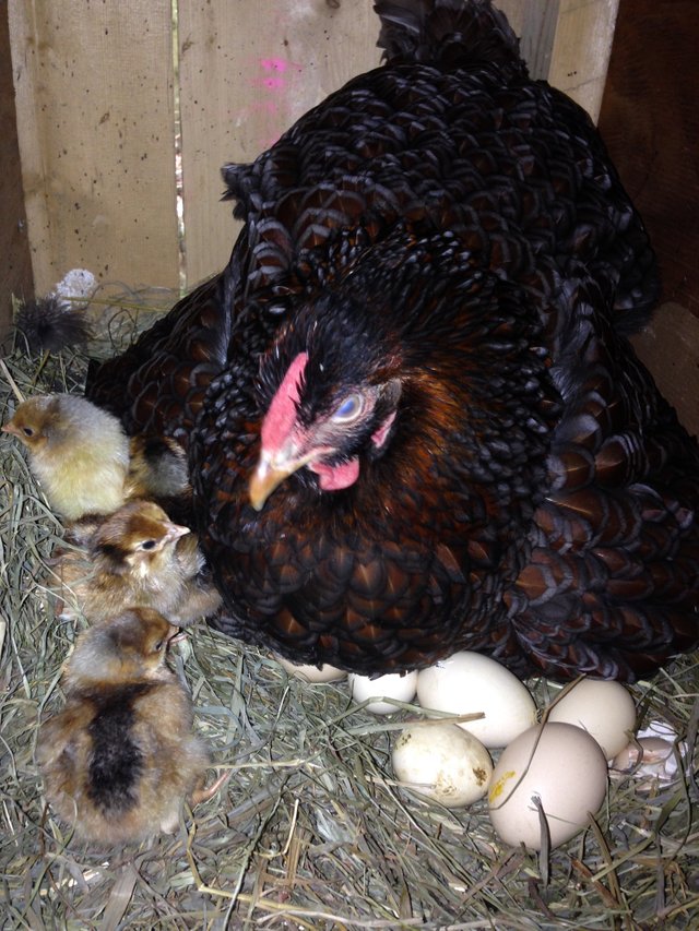 Here is the tired mother hen and her new babies.