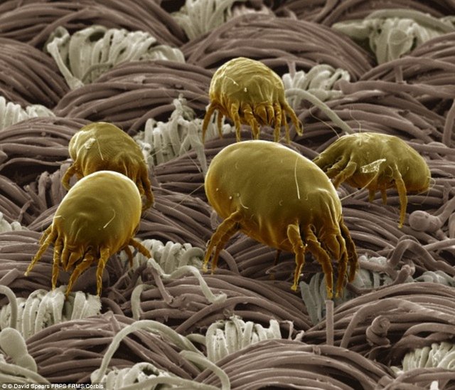 mites