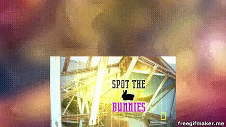 gifs website