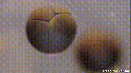 gifs website
