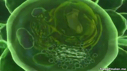 gifs website
