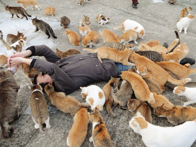 Aoshima, Japan, cat island