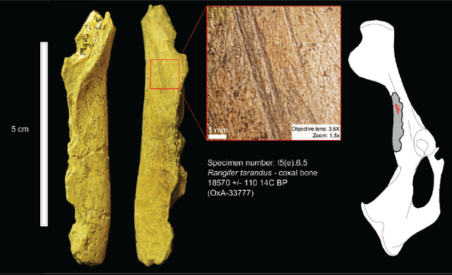 earliest-human-presence-in-north-america-dated-to-24-000-years-ago